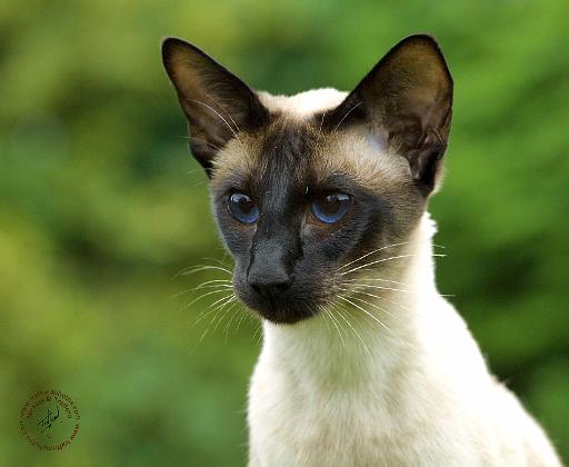 Siamese Cat 9W027D-133.JPG